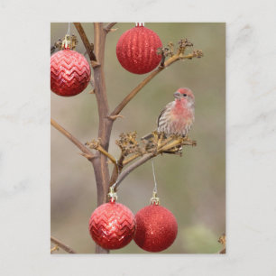 Finch Perched around Christmas Ornaments Holiday Postcard