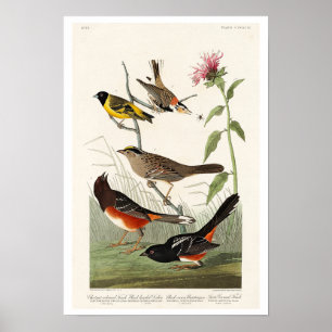 Finch, Siskin, Bunting by Audubon Poster