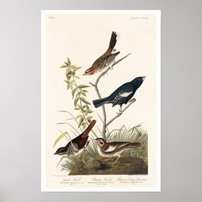Finch, Sparrow by Audubon Poster (Front)
