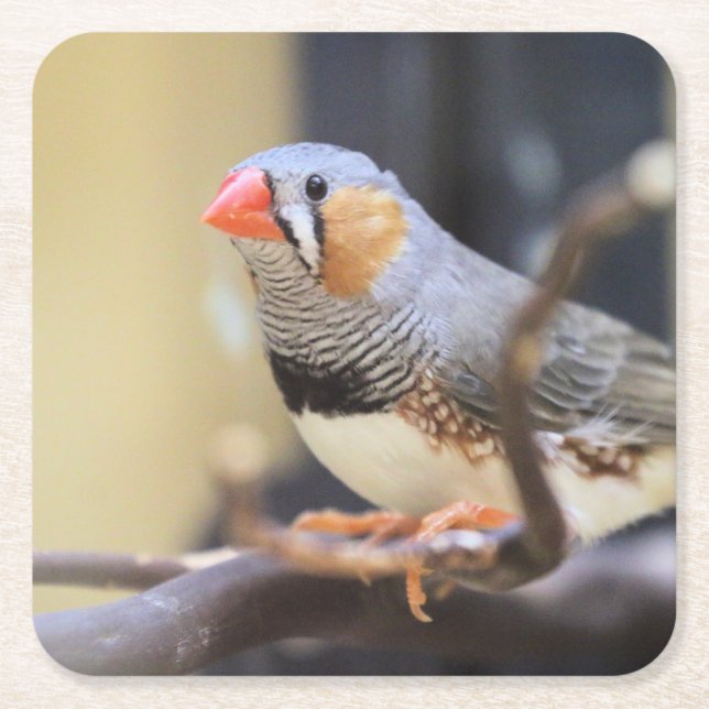 Finch Square Paper Coaster (Front)