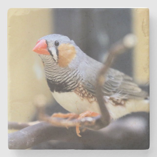 Finch Stone Coaster (Front)