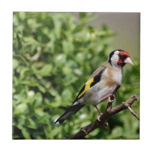FInch Tile