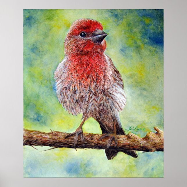 Finchy Print (Front)