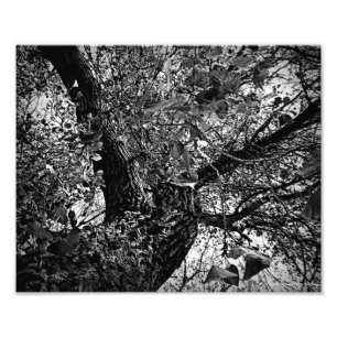 Find me in the trees photo print