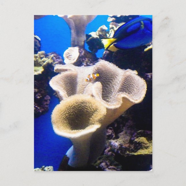 finding nemo postcard (Front)