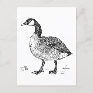 Fine Art Canadian Goose Nature Drawing Postcard