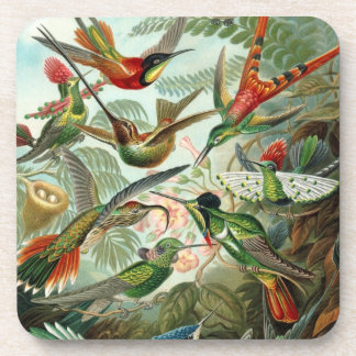 Fine Art Hummingbirds - Art Forms of Nature Coaster