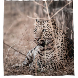 Fine art image of Huge wild male leopard or panthe Shower Curtain