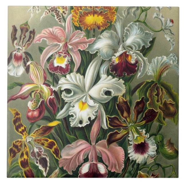 Fine Art Orchids - Art Forms of Nature Tile (Front)