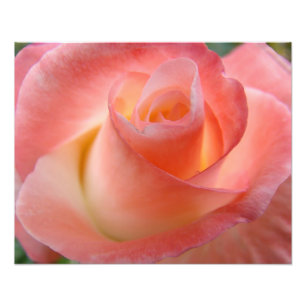 Fine Art Photography art prints Pink Rose Floral