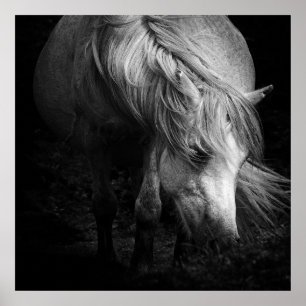 Fine Art Pony Head and Mane print