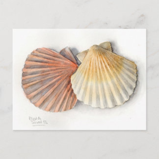 Fine Art Post Card - Sea Shells, Watercolour