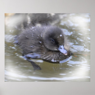 Fine Art Print: Black Duckling Poster