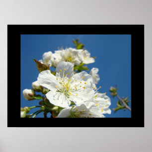 Fine Art Prints gifts Cherry Blossom Flowers