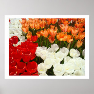 Fine Art Prints Tulip Flowers Nature Photography