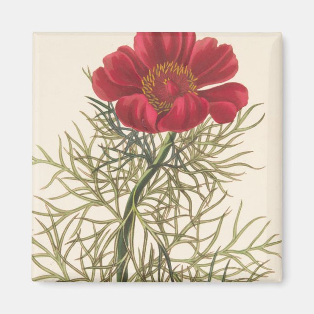 Fine Leaved Paeony Magnet (Front)