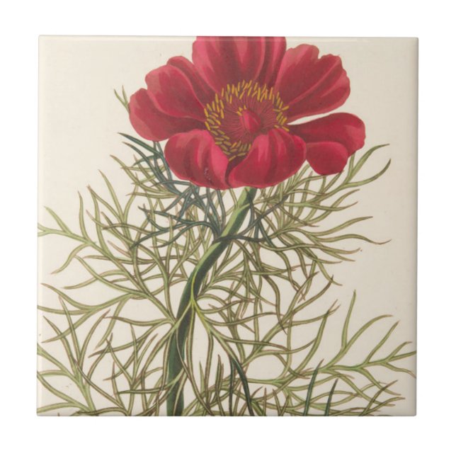Fine Leaved Paeony Tile (Front)