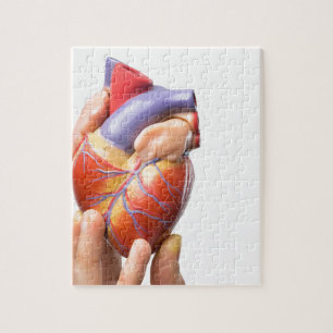 Fingers showing model human heart on white.jpg jigsaw puzzle