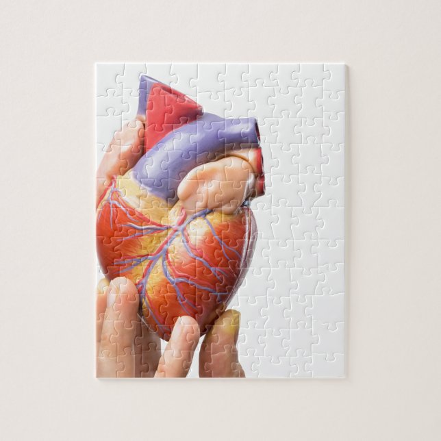 Fingers showing model human heart on white.jpg jigsaw puzzle (Vertical)