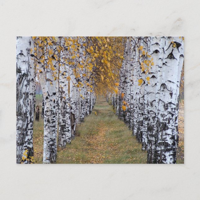 Finland Birch Forest Postcard (Front)