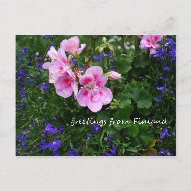 Finland in Flowers, 1st in a series Postcard (Front)