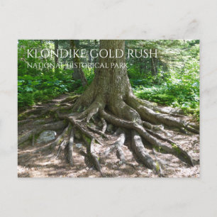 Finnegan's Point, Chilkoot Trail, Gold Rush NHP  Postcard