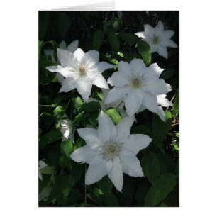 Finnish-Hyvää Syntymäpäivää-white flower
