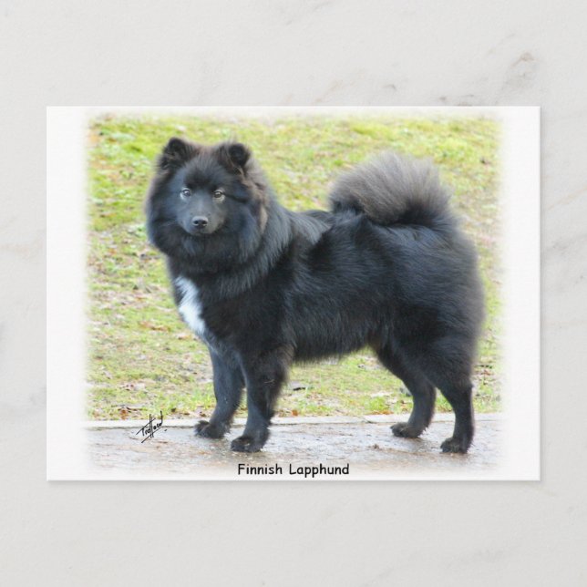 Finnish Lapphund 9T039D-027 Postcard (Front)