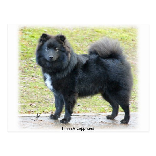 Finnish Lapphund 9T039D-027 Postcard