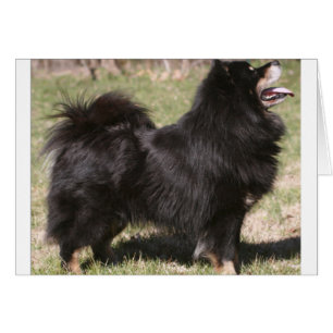 finnish lapphund full.png