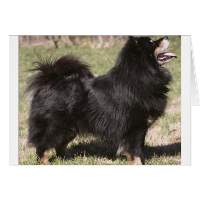finnish lapphund full.png (Front Horizontal)