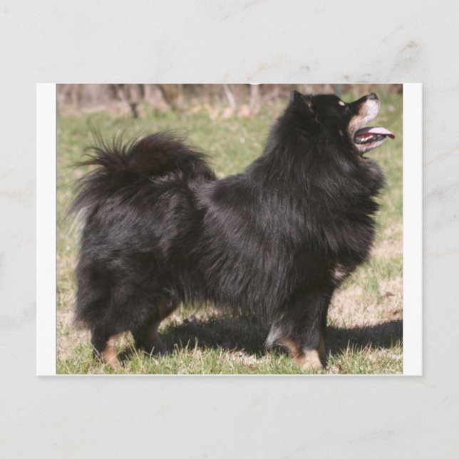 finnish lapphund full postcard (Front)
