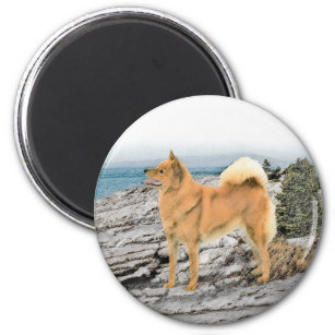 Finnish Spitz at Seashore Painting - Dog Art Magnet