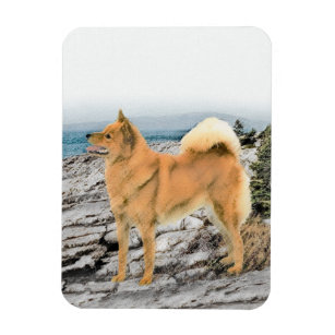 Finnish Spitz at Seashore Painting - Dog Art Magnet