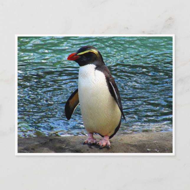 fiordland penguin postcard (Front)