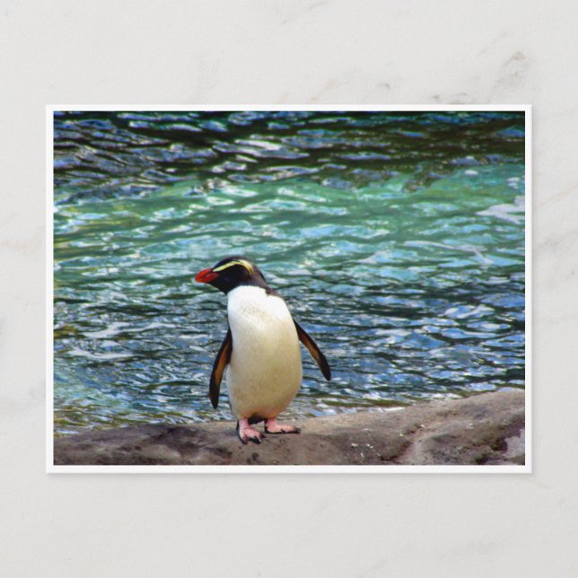 fiordland penguin stretch postcard (Front)