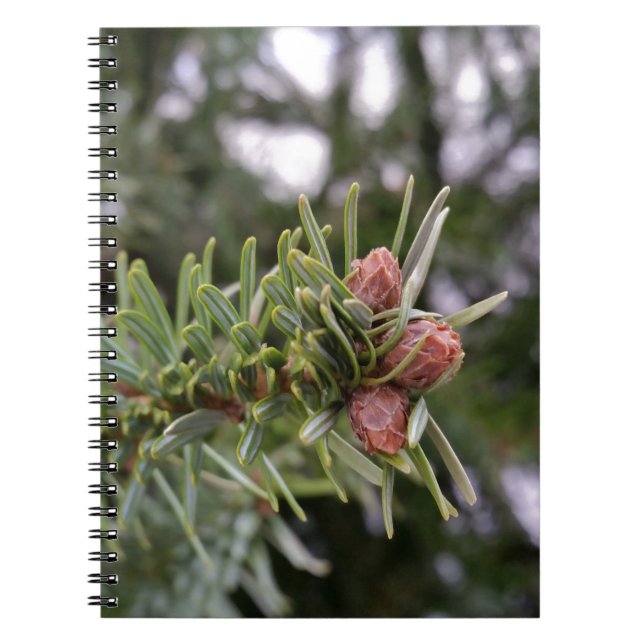 Fir buds notebook (Front)