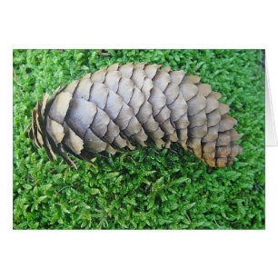 Fir cone on green moss