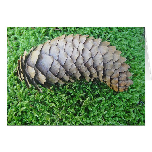 Fir cone on green moss (Front Horizontal)