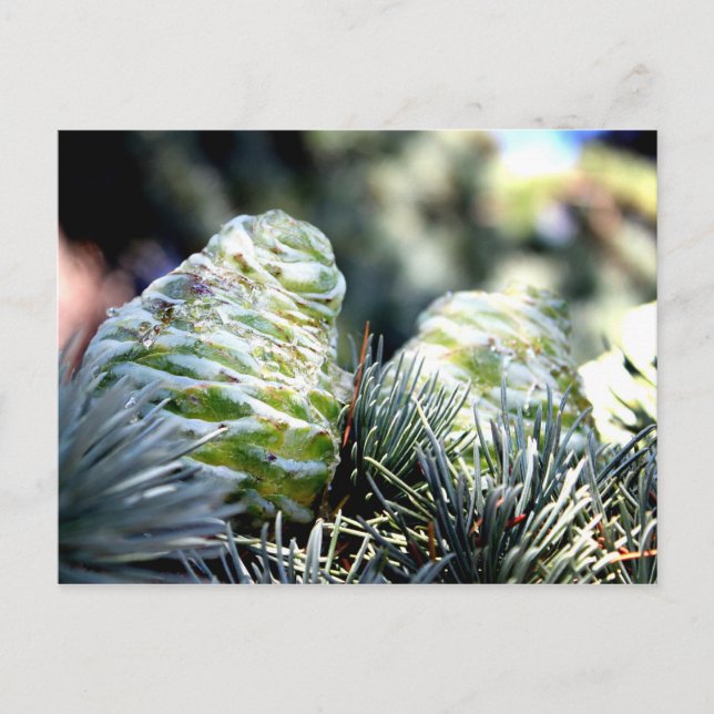 Fir Cone Postcard (Front)
