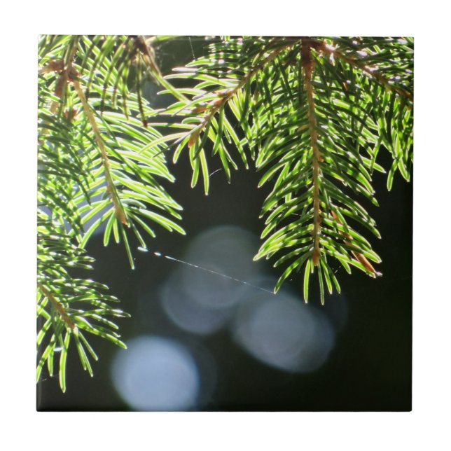 Fir pine needles with bokeh ceramic tile (Front)