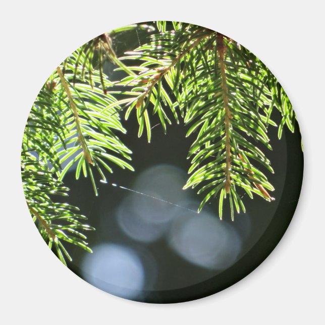 Fir pine needles with bokeh magnet (Front)