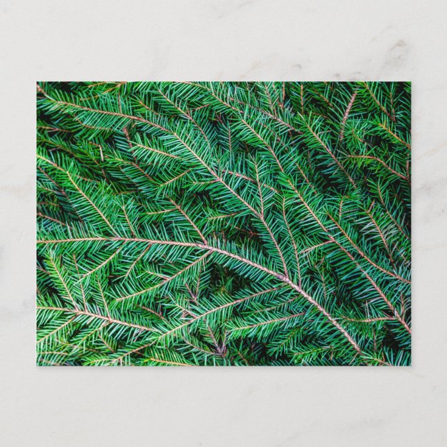 Fir tree branch postcard (Front)
