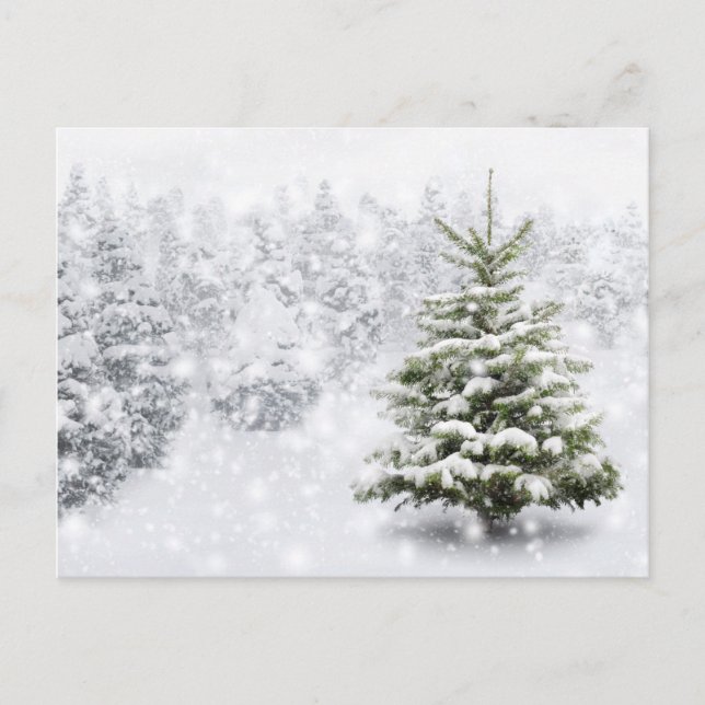 Fir Tree In Thick Snow Postcard (Front)