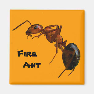Fire Ant Magnet