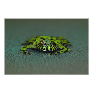Fire Bellied Toad Photo Print