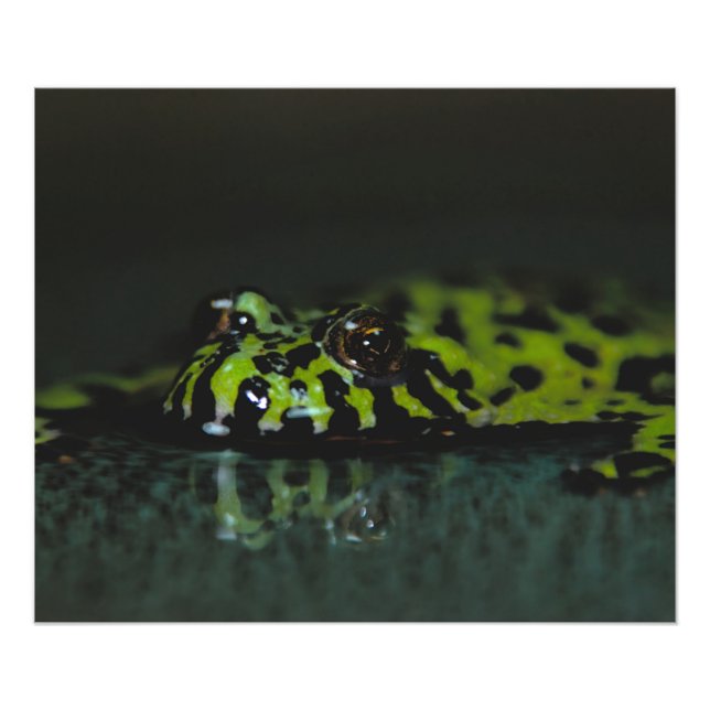 Fire Bellied Toad SideView Photo Print (Front)