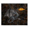 Fire-Breathing Dragon