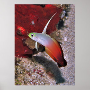Fire Dartfish Portrait Poster