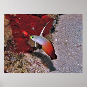 Fire Dartfish Poster